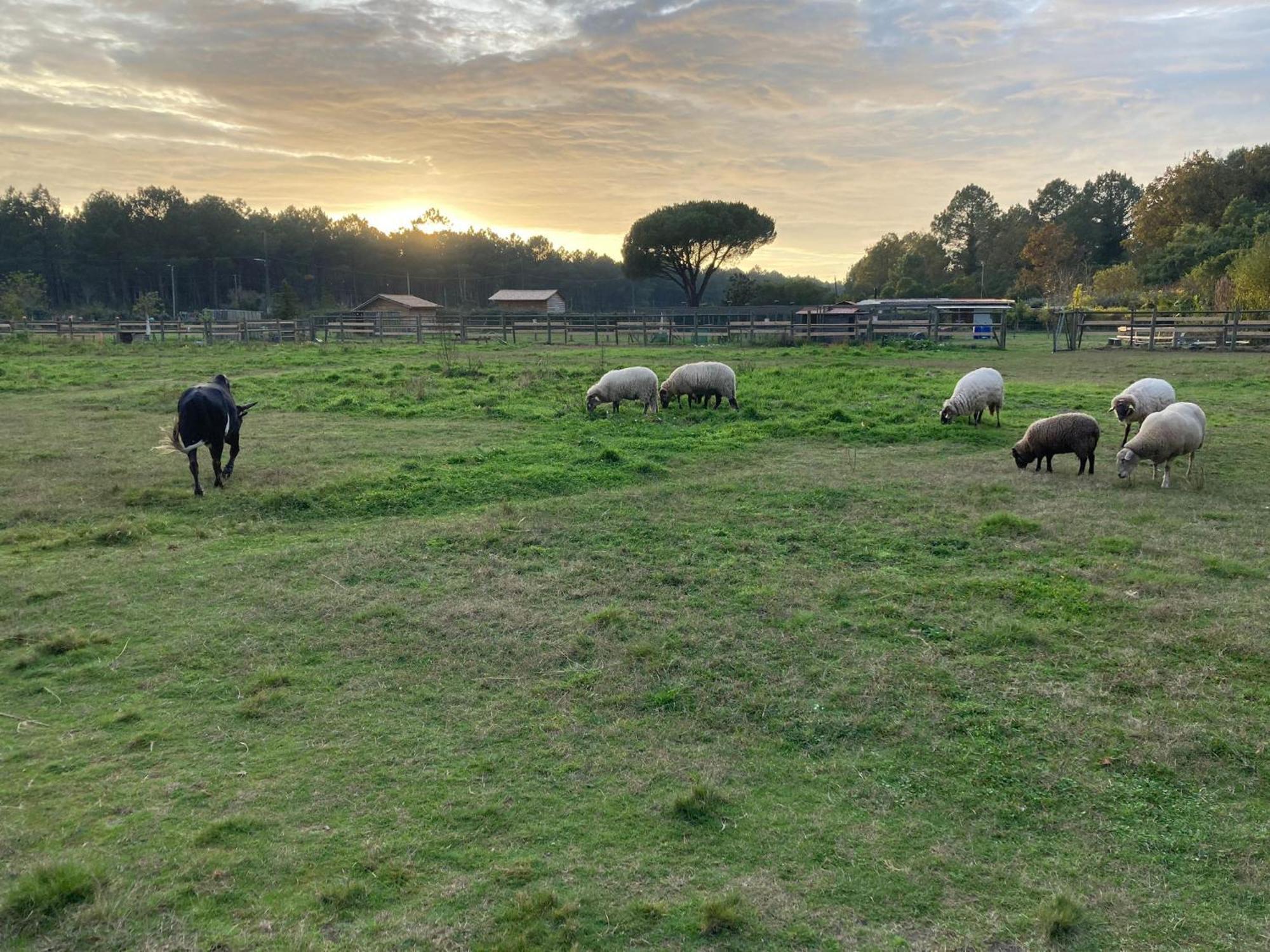 Gite - La Ferme A La Plage Le Porge Luaran gambar